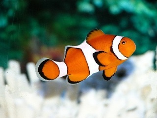[Fish]